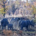 Robins Camp Wildlife Elephants