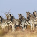 Robins Camp Wildlife Zebra